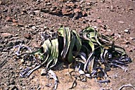 Welwitschia