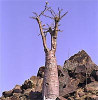 Flaschenbaum