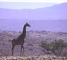 Giraffe